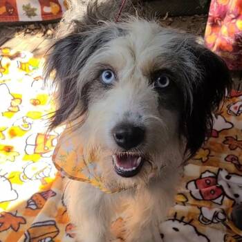 Lucy -  Australian Shepherd and Poodle Dog for Adoption in Woolwich, Maine - Lucy | PetCurious