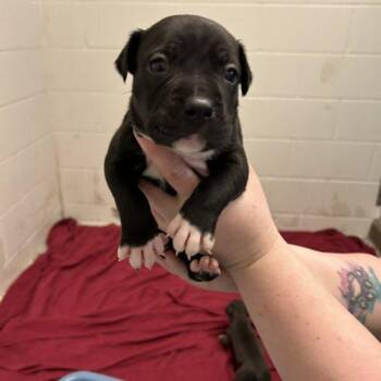 Black Labrador Retriever and Great Dane Dogs Available for Adoption in Burlington, Iowa - Knox | PetCurious