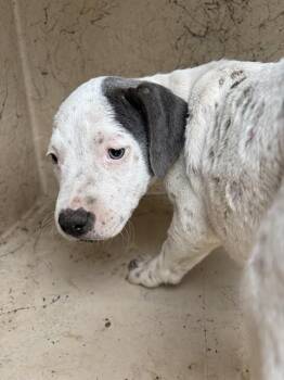 A476251 -  Pit Bull Terrier and Mixed Breed Dog for Adoption in Oklahoma City, Oklahoma - A476251 | PetCurious