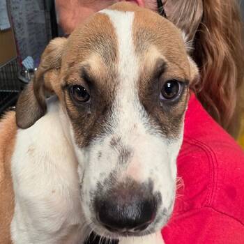 Savannah -  Mixed Breed Dog for Adoption in Leander, Texas - Savannah | PetCurious