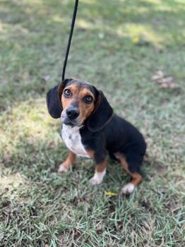 Beetle -  Beagle Dog for Adoption in Aiken, South Carolina - Beetle | PetCurious