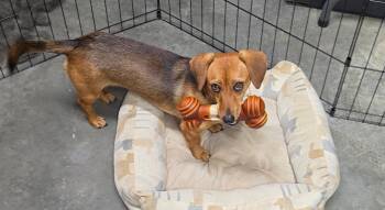 Peewee -  Miniature Dachshund Dog for Adoption in Shiloh, Illinois - Peewee | PetCurious