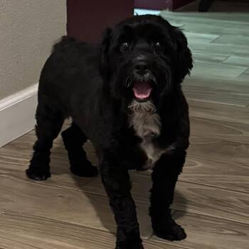 Andrea -  Miniature Poodle and Maltese Dog for Adoption in Las Vegas, Nevada - Andrea | PetCurious