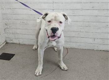Rescue American Bulldog and Mixed Breed Dogs for Adoption in San Bernardino, California - DUKE | PetCurious