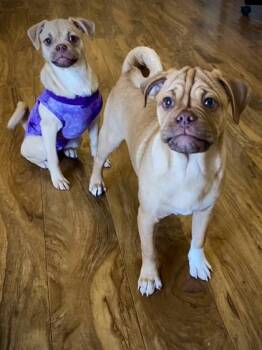 Shindig -  Mixed Breed Dog for Adoption in Pleasanton, California - Shindig | PetCurious