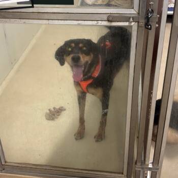 Hound Dogs Available for Adoption in Phoenixville, Pennsylvania - Copper | PetCurious
