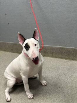 Rescue Bull Terrier Dogs for Adoption in Las Vegas, Nevada - LOLA | PetCurious