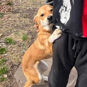 Mixed Breed Dogs Available for Adoption - Charli | PetCurious