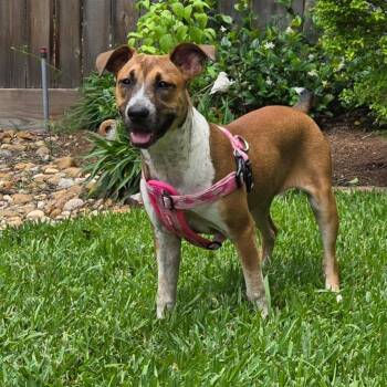 Riley -  Shepherd Dog for Adoption in Montgomery, Texas - Riley | PetCurious
