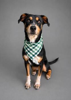 Amelia -  Australian Cattle Dog Blue Heeler and Mixed Breed Dog for Adoption in Hardeeville, South Carolina - Amelia | PetCurious