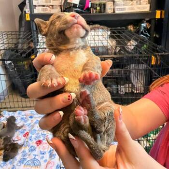 Orbit -  Mixed Breed Dog for Adoption in Edwardsville, Illinois - Orbit | PetCurious