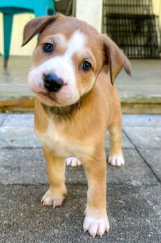 Rescue Hound Dogs for Adoption in Holly Springs, North Carolina - Kane | PetCurious
