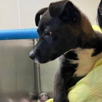 Shepherd and Great Pyrenees Dogs Available for Adoption - Sadie | PetCurious