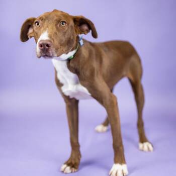 Nutella -  Terrier and Mixed Breed Dog for Adoption in Portland, Oregon - Nutella | PetCurious