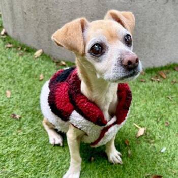 Chihuahua Dogs Available for Adoption in Oakland, California - Mad Max | PetCurious