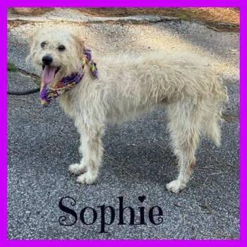 Sophie -  Terrier Dog for Adoption in Sumter, South Carolina - Sophie | PetCurious