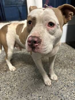 Rescue Pit Bull Terrier and Mixed Breed Dogs for Adoption in Mobile, Alabama - Charcoal (rn) | PetCurious