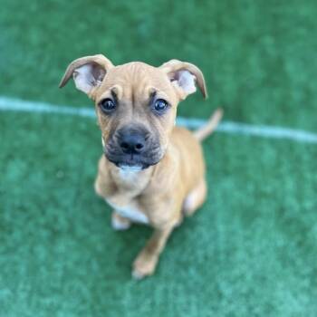 Boxer Dogs Available for Adoption - Tala | PetCurious