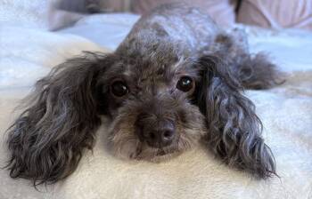 Miniature Poodle Dogs Available for Adoption in Montreal, Quebec - CHARLIE GIRL | PetCurious