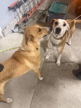 Flint -  Collie Dog for Adoption in Winchester, Indiana - Flint | PetCurious