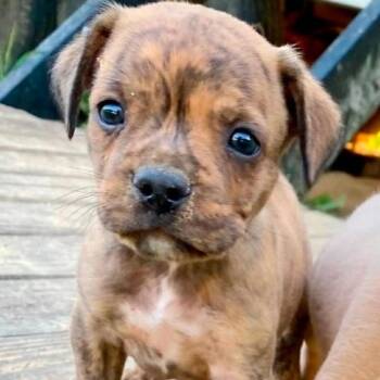 Drake -  Boston Terrier and Mixed Breed Dog for Adoption in Wadena, Minnesota - Drake | PetCurious