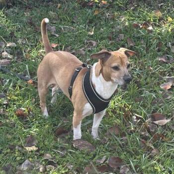 Chihuahua and Mixed Breed Dogs Available for Adoption in Frankfort, Kentucky - Scooter 5659D | PetCurious