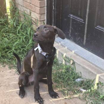 Okie -  Labrador Retriever and Mixed Breed Dog for Adoption in Bend, Oregon - Okie | PetCurious