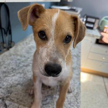 Calico- Butler campus -  Cattle Dog and Mixed Breed Dog for Adoption in Flagstaff, Arizona - Calico- Butler Campus | PetCurious