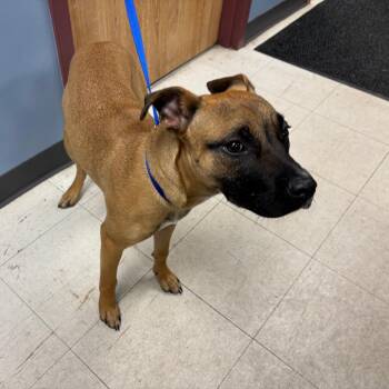 Chef -  Mixed Breed Dog for Adoption in Saint Joseph, Missouri - Chef | PetCurious