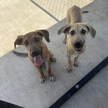 Rescue Plott Hound and Redbone Coonhound Dogs for Adoption in Hiawatha, Kansas - Peter | PetCurious