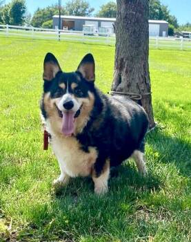 Jett -  Pembroke Welsh Corgi Dog for Adoption in Maryville, Missouri - Jett | PetCurious