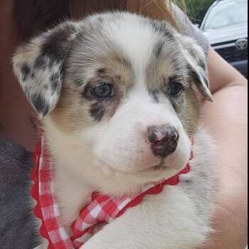 Australian Shepherd and Australian Cattle Dog Blue Heeler Dogs Available for Adoption in Concord, North Carolina - Lulu | PetCurious