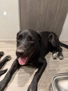 Labrador Retriever Dogs Available for Adoption - Lilly | PetCurious
