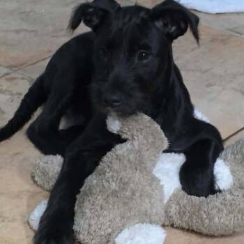 Snoop -  Schnauzer and Labradoodle Dog for Adoption in Clearwater, Florida - Snoop | PetCurious