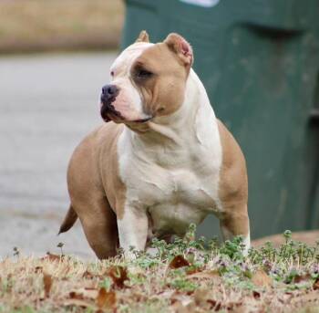 English Bulldog Dogs Available for Adoption in Brentwood, Tennessee - Gamora | PetCurious