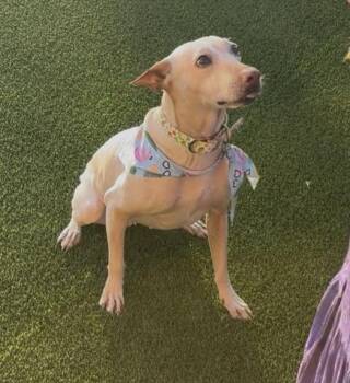 Carolina Dog and Xoloitzcuintli Mexican Hairless Dogs Available for Adoption in Scottsdale, Arizona - Stella | PetCurious