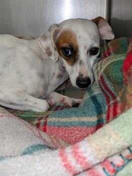 Ella Langley -  Dachshund Dog for Adoption in Houston, Texas - Ella Langley | PetCurious