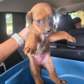 Owl -  Collie Dog for Adoption in Lufkin, Texas - Owl | PetCurious
