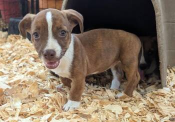 MAISIE -  Mixed Breed Dog for Adoption in Fosters, Alabama - MAISIE | PetCurious
