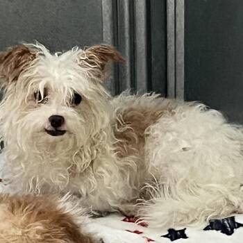 Oscar -  Terrier and Poodle Dog for Adoption in Eustis, Florida - Oscar | PetCurious