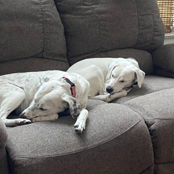 Nettie & Maxwell, The chillest youngsters -  Labrador Retriever Dog for Adoption in Houston, Texas - Nettie & Maxwell, The Chillest Youngsters | PetCurious