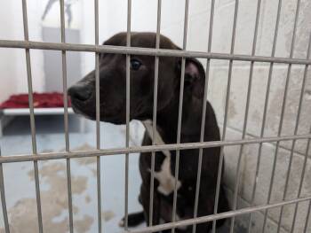 Rescue Pit Bull Terrier Dogs for Adoption in Ravenna, Ohio - 187548 Raymond | PetCurious