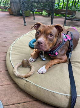 Rescue Staffordshire Bull Terrier Dogs for Adoption in Charlotte, North Carolina - Brownie | PetCurious