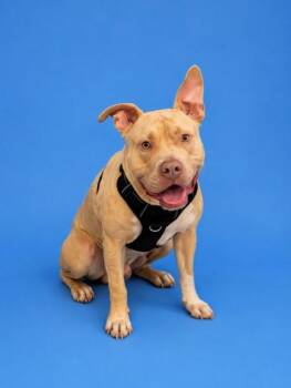 WALDO -  American Bulldog Dog for Adoption in Doral, Florida - WALDO | PetCurious