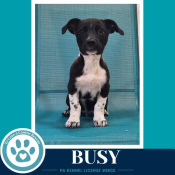 Busy (Commentary Crew) 082926 -  Chihuahua Dog for Adoption in Kimberton, Pennsylvania - Busy (Commentary Crew) 082926 | PetCurious
