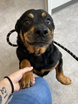 Lilly -  Mixed Breed Dog for Adoption in Youngstown, Ohio - Lilly | PetCurious