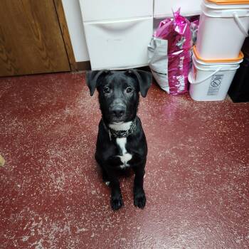 Border Collie Dogs Available for Adoption in Fargo, North Dakota - Spiritbox | PetCurious