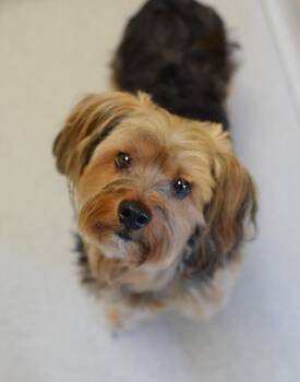Tucker -  Yorkshire Terrier Dog for Adoption in Pontiac, Michigan - Tucker | PetCurious