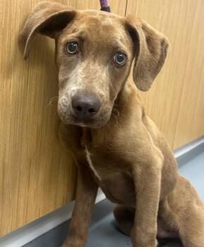 Wesley (Wx2) -  Terrier Dog Available for Adoption in Hartsville, South Carolina - Wesley (Wx2) | PetCurious