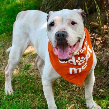 FIONA -  Pit Bull Terrier Dog for Adoption in Bowling Green, Ohio - FIONA | PetCurious